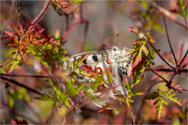 Roter Apollo (Parnassius apollo apollo), Schweden, Småland