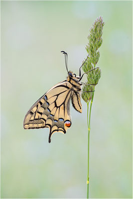 Schwalbenschwanz (Papilio machaon), Deutschland, Baden-Württemberg