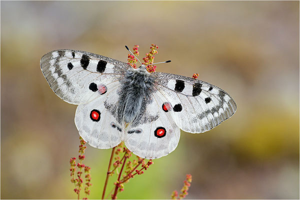 Roter Apollo (Parnassius apollo fennoscandicus), Finnland, Turku