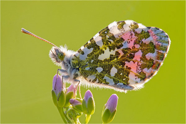 Aurorafalter (Anthocharis cardamines), Männchen, Deutschland, Baden-Württemberg