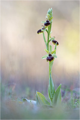Ophrys passionis, Bouches-du-Rhône