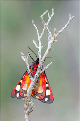 Schwarzer Bär (Arctia villica), Frankreich, Ardèche