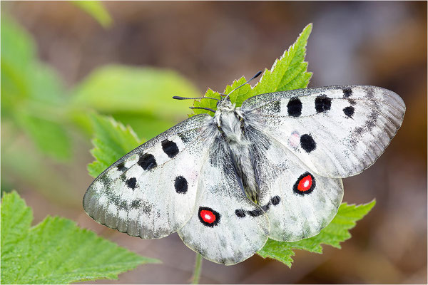 Roter Apollo (Parnassius apollo linnei), Schweden, Gotland