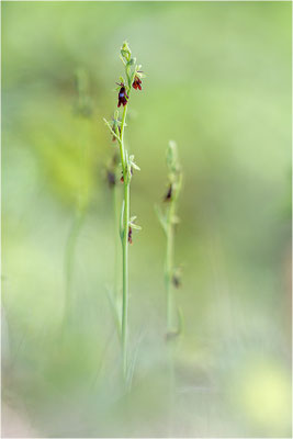 Fliegen-Ragwurz (Ophrys insectifera), Frankreich, Dep. Isere