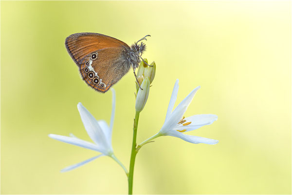 Darwin´s Wiesenvögelchen (Coenonympha darwinia), Schweiz, Kanton Tessin, 1.600m