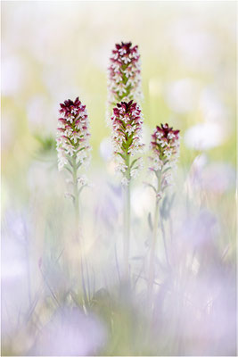 Brand-Knabenkraut (Neotinea ustulata), Frankreich, Aveyron