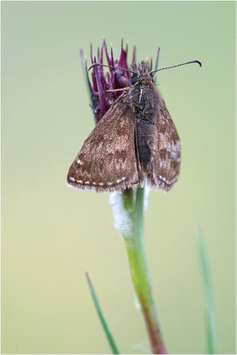 Dunkler Dickopffalter (Erynnis tages), Deutschland, Baden-Württemberg