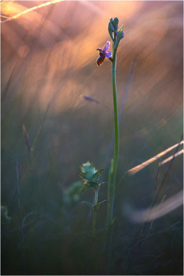 Ophrys aveyronensis