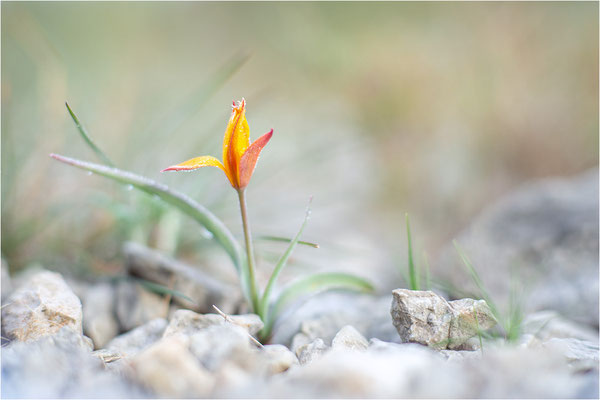 Südalpen-Tulpe (Tulipa sylvestris australis), Aude, Frankreich