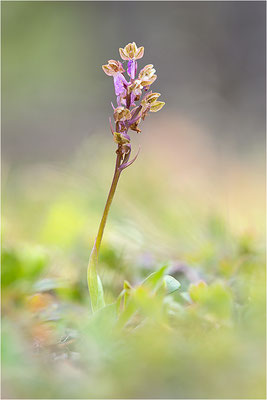 Spitzels Knabenkraut (Orchis spitzelii), Schweden, Gotland