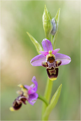 Ophrys scolopax, Plaines-des-Maures, Var