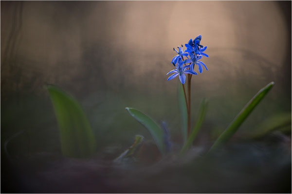 Zweiblättriger Blaustern (Scilla bifolia), Deutschland, Baden-Württemberg