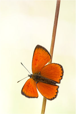 Dukaten-Feuerfalter (Lycaena virgaureae), Männchen, Schweiz, Wallis, 1600m