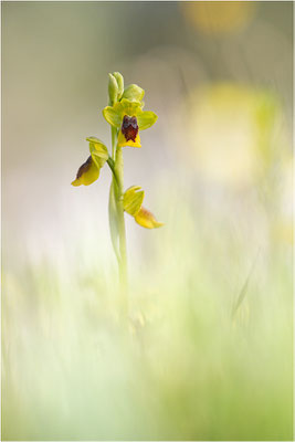 Ophrys corsica