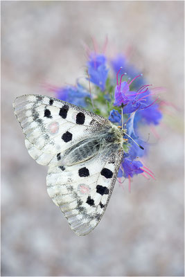 Roter Apollo (Parnassius apollo linnei), Schweden, Gotland