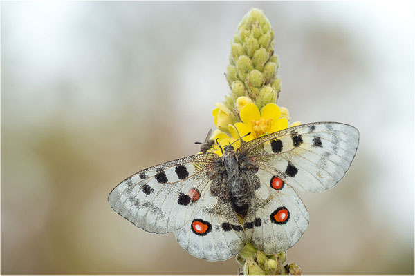Roter Apollo (Parnassius apollo linnei), Schweden, Gotland