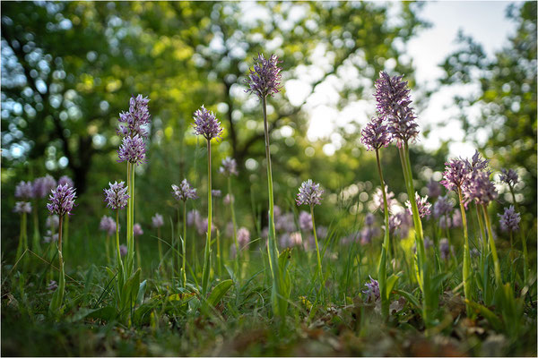 Affen-Knabenkraut (Orchis simia), Frankreich, Drôme
