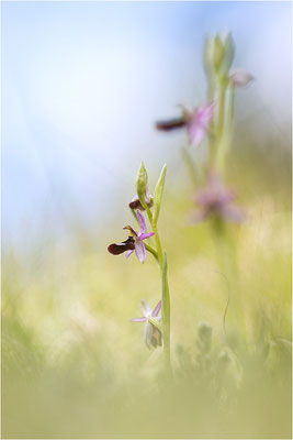 Drôme-Ragwurz (Ophrys drumana), Frankreich, Dep. Drôme