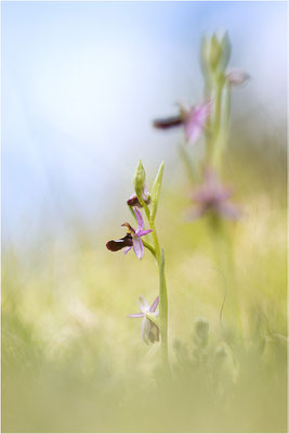 Drôme-Ragwurz (Ophrys drumana), Frankreich, Dep. Drôme