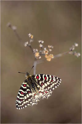 Spanischer Osterluzeifalter (Zerynthia rumina), Frankreich, Bouches-du-Rhône