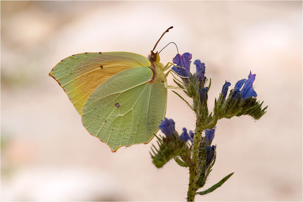 Mittelmeer-Zitronenfalter (Gonepteryx cleopatra), Männchen, Frankreich, Ardèche