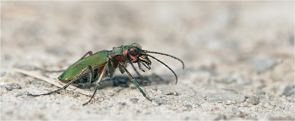 Feld-Sandlaufkäfer (Cicindela campestris), Deutschland, Baden-Württemberg