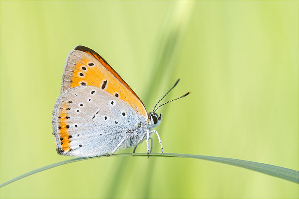 Großer Feuerfalter (Lycaena dispar), Männchen, Deutschland, Baden-Württemberg