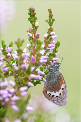Alpen-Wiesenvögelchen (Coenonympha gardetta), Österreich, Tirol