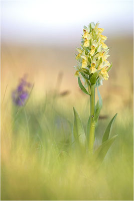 Holunder-Fingerwurz (Dactylorhiza sambucina), Frankreich, Dep. Aveyron