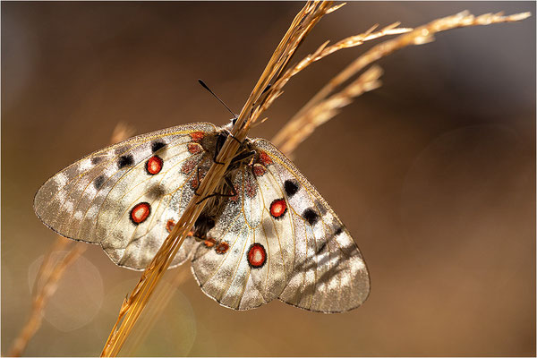 Roter Apollo (Parnassius apollo testoutensis), Frankreich, Dep. Savoie