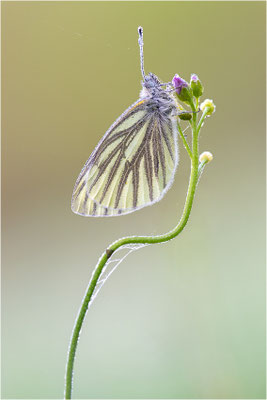 Grünader-Weißling (Pieris napi), Deutschland, Baden-Württemberg