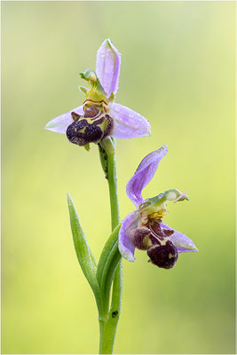 Bienen-Ragwurz (Ophrys apifera), Südlicher Oberrhein, Baden-Württemberg