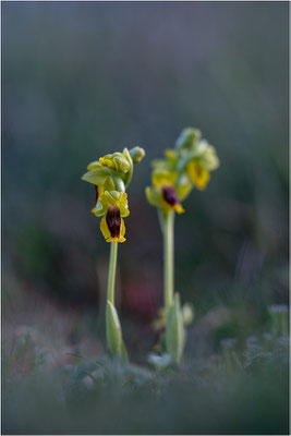 Ophrys lutea