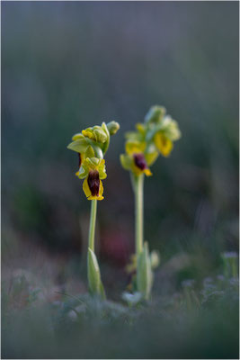 Ophrys lutea