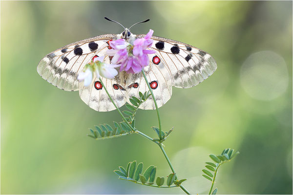 Roter Apollo (Parnassius apollo testoutensis), Frankreich, Dep. Savoie