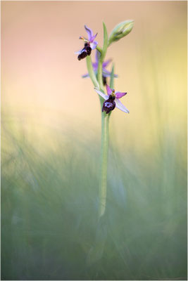 Drôme-Ragwurz (Ophrys drumana), Frankreich, Dep. Drôme