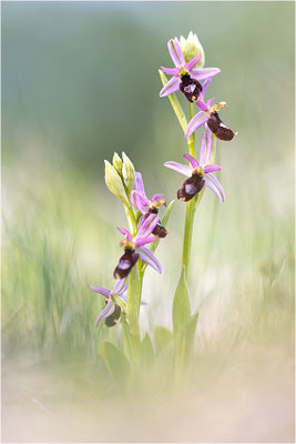 Drôme-Ragwurz (Ophrys drumana), Frankreich, Dep. Drôme