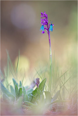 Kleine Hundswurz (Anacamptis morio picta), Dep. Var, Frankreich