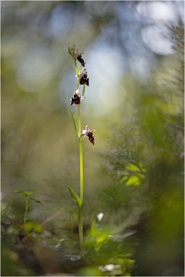 Chesterman´s Ragwurz (Ophrys chestermanii)