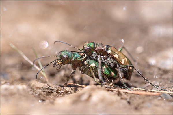 Gallischer Sandlaufkäfer (Cicindela gallica), Paarung, Schweiz, Kanton Wallis
