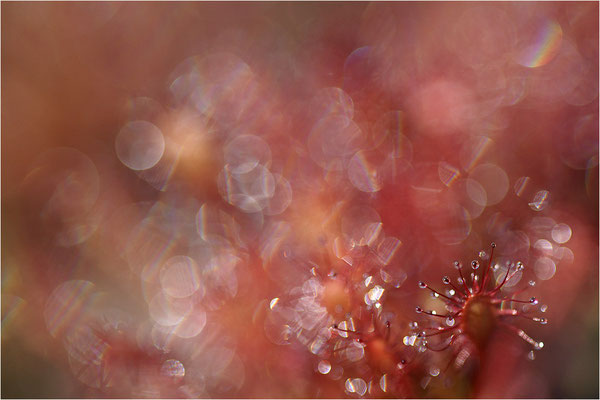 Mittlerer Sonnentau (Drosera intermedia), Schweden, Värmland