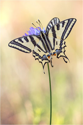 Südlicher Schwalbenschwanz (Papilio alexanor destelensis), Männchen, Frankreich, Dep. Vaucluse
