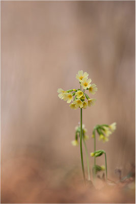 Hohe Schlüsselblume (Primula elatior), Deutschland, Baden-Württemberg