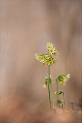 Hohe Schlüsselblume (Primula elatior), Deutschland, Baden-Württemberg