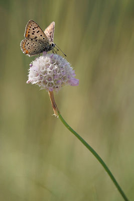 Brauner Feuerfalter (Lycaena tityrus), Männchen, Deutschland, Brandenburg