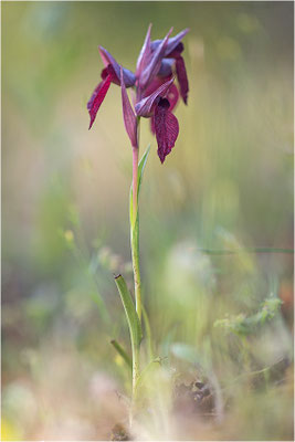 Herzförmiger Zungenstendel (Serapias cordigera), Korsika