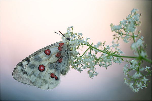 Roter Apollo (Parnassius apollo nivatus), Frankreich, Dep. Jura