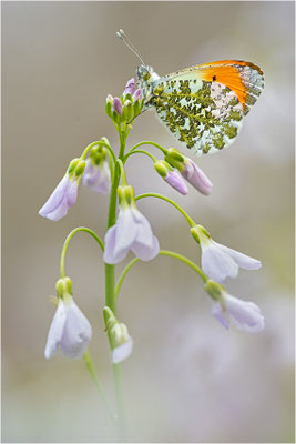 Aurorafalter (Anthocharis cardamines), Männchen, Deutschland, Baden-Württemberg