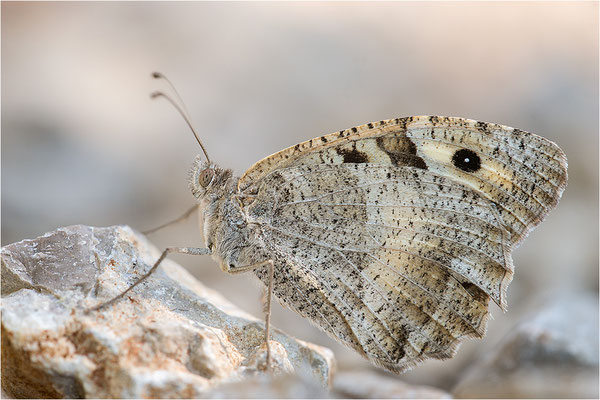 Berghexe (Chazara briseis), Weibchen, Frankreich, Dep. Drôme