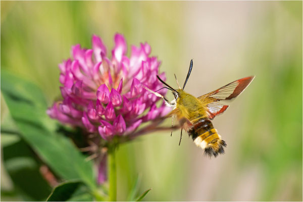 Hummelschwärmer (Hemaris fuciformis), Schweden, Gävleborgs Iän
